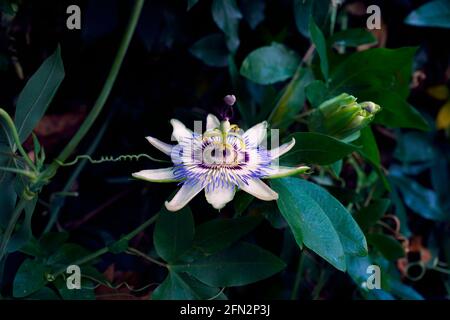 Beautiful passiflora flower with warm colors in nature. Psssiflora know as sleep medicine. Stock Photo