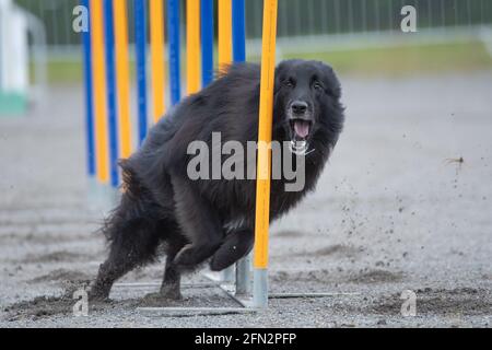 Belgian Shepherd Tervuren doing slalom on dog agility course Stock Photo