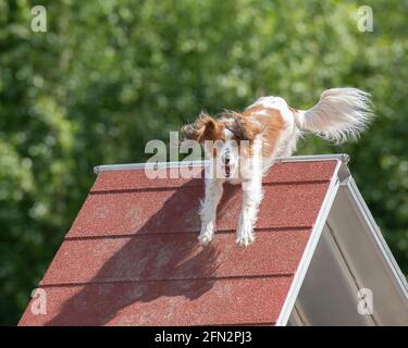 Dog climbing A-frame obstacle at training ground Stock Photo - Alamy