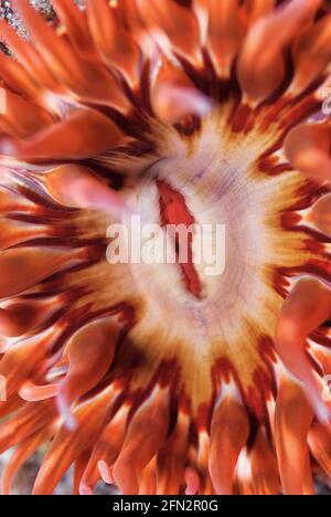 Close up macro photo of White-spotted Rose Anemone (rticina lofotensis). Channel Islands, California Stock Photo