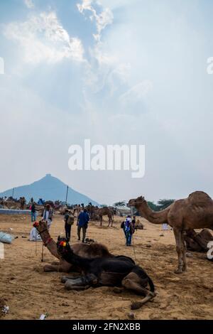 Various camels at the Pushkar Camel Fair Stock Photo