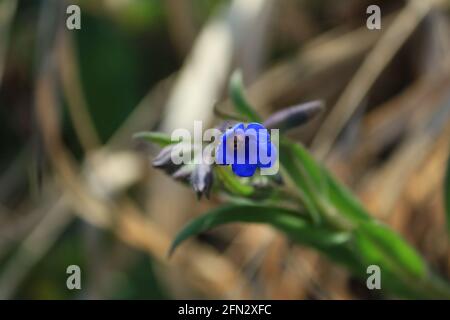 Blue Lungwort, Pulmonaria angustifolia, Blue cowslip, Narrow-leaved lungwort. Bright blue flower of lungwort angustifolia outdoors in sunlight. Stock Photo