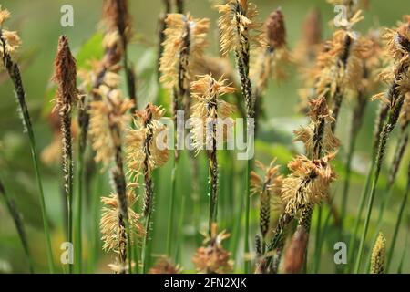 Carex ericetorum, Rare Spring-sedge. Spring flower landscape. Yellow blooming spikelets of sedge on a green meadow in sunlight at springtime. Stock Photo