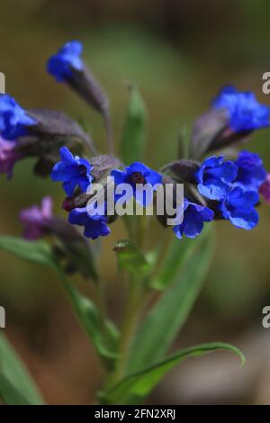 Pulmonaria angustifolia, Blue Lungwort, Blue cowslip, Narrow-leaved lungwort. Bright blue flowers of lungwort close-up outdoors in forest in spring. Stock Photo