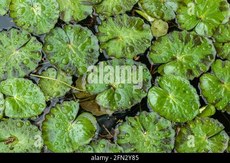 Closeup of lily pads, floating in pond. Covered in raindrops. Missouri Botanical Garden, St. Louis, Missouri, USA. Stock Photo