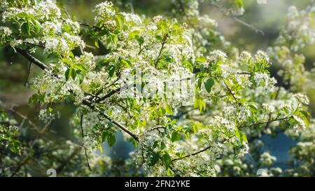 natural background in light green tones with place for text close up macro spring flowering thorns, Prunus insititia, selective focus Stock Photo
