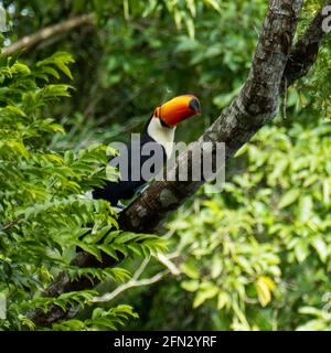 Toucan in the Brazilian forest. Photographed in Espirito Santo State, Brazil. Stock Photo