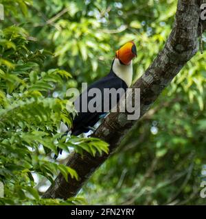 Toucan in the Brazilian forest. Photographed in Espirito Santo State, Brazil. Stock Photo