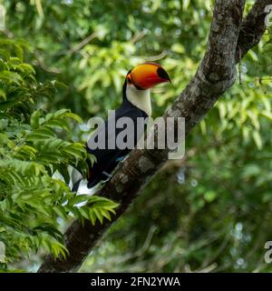 Toucan in the Brazilian forest. Photographed in Espirito Santo State, Brazil. Stock Photo