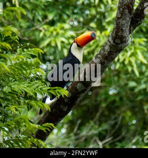 Toucan in the Brazilian forest. Photographed in Espirito Santo State, Brazil. Stock Photo