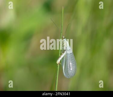 Lacewing (Chrysopa Perla) hunting for aphids Stock Photo
