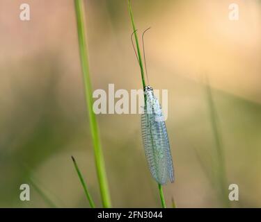 Lacewing (Chrysopa perla) hunting for aphids Stock Photo