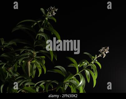 Aloysia citrodora, lemon verbena, is a species of flowering plant in the verbena family Verbenaceae, native to South America. Other common names inclu Stock Photo