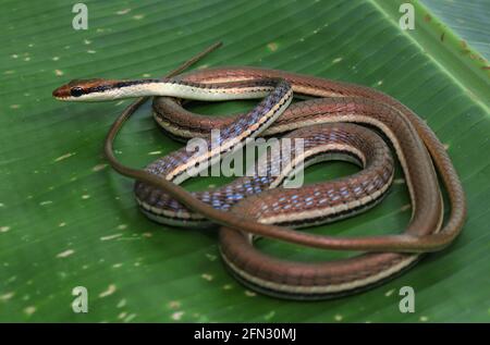 A Painted bronzeback tree snake (Dendrelaphis pictus), coiled on a banana leaf. Stock Photo