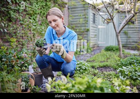 Mature Female Landscape Gardener Planting Plants In Garden Reading Instructions On Care Label Stock Photo