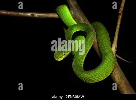 A Salazar's Pit Viper (Trimeresurus Salazar) Head Closeup Shot Stock ...