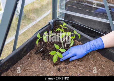 pepper plant seedlings