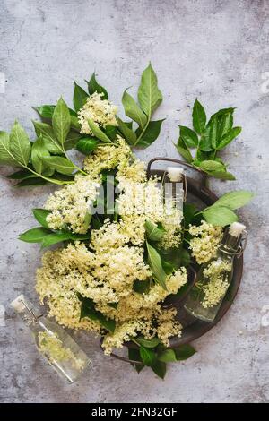 Fresh elder flowers in a metal tray with cordial in a vintage bottle on gray background. Top view, blank space Stock Photo