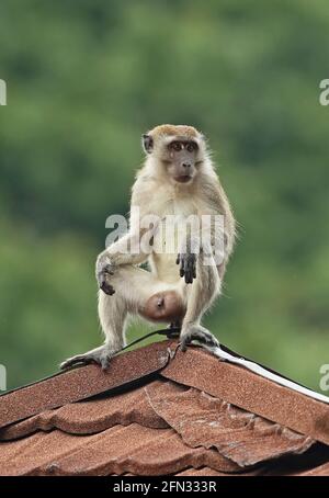 Long-tailed Macaque (Macaca fascicularis fascicularis) immature male sitting on roof top Taman Negara NP, Malaysia            February Stock Photo