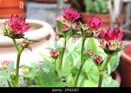 Astrantia major ‘Claret’ masterwort Claret – ruby red flowers with black-tipped petals, fresh green lobed leaves,  May, England, UK Stock Photo