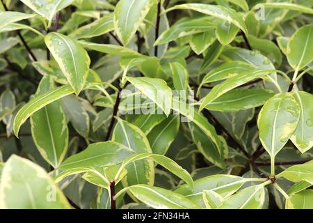 Pittosporum eugenioides ‘Variegatum’ variegata tarata – small dull yellow star-shaped flowers and long elliptic variegated leaves,  May, England, UK Stock Photo