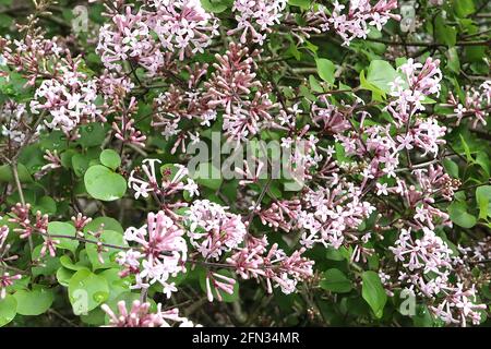 Syringa meyeri ‘Palibin’ Lilac Palibin – long slender tubular very pale pink flowers in round panicles,  May, England, UK Stock Photo