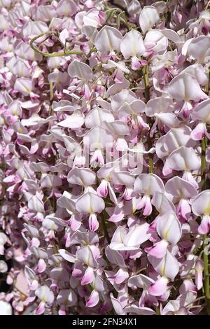 Wisteria floribunda Rosea ‘Hon-beni’ Japanese wisteria Hon-beni – white flowers tinged pink with central yellow stripe and purple tips,  May, England, Stock Photo