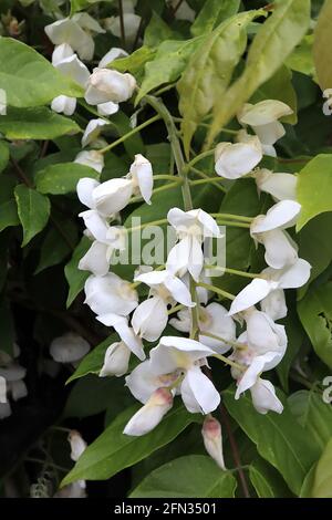 Wisteria brachybotrys albiflora ‘Shiro-Kapitan’ Silky Wisteria Shiro-kapitan – large white flowers with faint yellow stripe,bronze green leaves Stock Photo