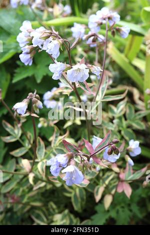 Polemonium reptans ‘Stairway to Heaven’  Jacobs Ladder Stairway to Heaven – pale blue flowers and variegated foliage with pink tinges,  May, England, Stock Photo