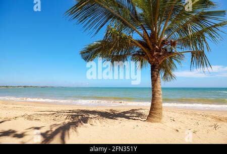 Coconut palm tree on an empty tropical beach, Sri Lanka. Stock Photo
