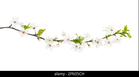 Branch of white spring blossom. Isolated on white. Path included. Stock Photo