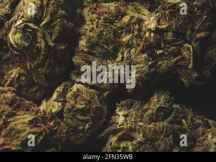 Macro close up portrait of MAngo Kush Cannabis Marijuana Dry Buds,  selective focus Stock Photo