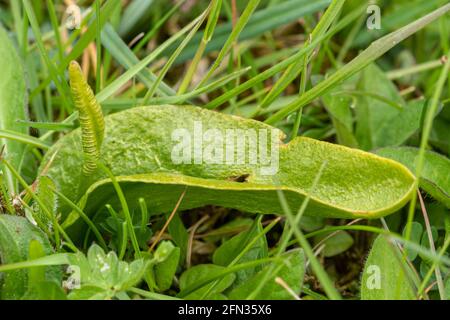 Adder's-tongue fern (Ophioglossum vulgatum), a primitive fern and indicator species of ancient meadows, UK Stock Photo