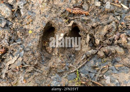 Roe deer slots in mud, Capreolus capreolus footprints, animal signs Stock Photo