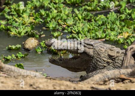 Amani Sacred Crocodiles, Dogan Village, Mali Stock Photo