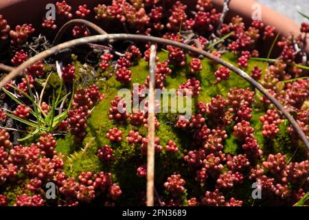 Sedum album tiny plants on the rocks in the garden with bright green moss Stock Photo