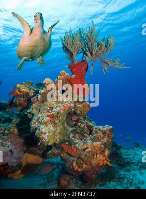 Sea turtle (Chelonioidea) swimming over the coral, Cozumel, Mexico, Caribbean Stock Photo