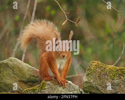 Eurasian Red Squirrel (Sciurus vulgaris) with twitching whiskers on mossy stones beneath Beech tree (Fagus sylvatica) in Spring - Cumbria, England, UK Stock Photo