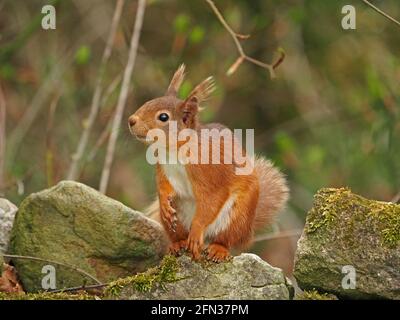 Eurasian Red Squirrel (Sciurus vulgaris) with twitching whiskers on mossy stones beneath Beech tree (Fagus sylvatica) in Spring - Cumbria, England, UK Stock Photo