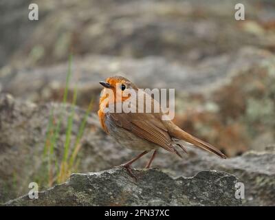 European Robin or robin redbreast (Erithacus rubecula) on dry-stone wall on a wild windy Spring day by Haweswater in Mardale, Cumbria, England, UK Stock Photo