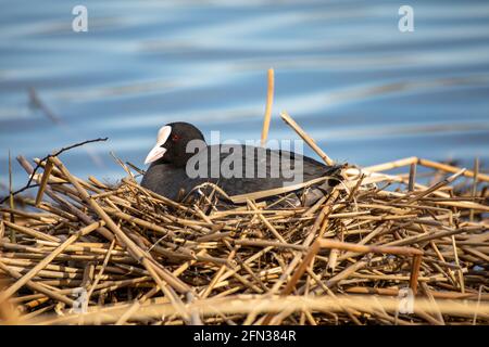 Eurasian coot or common coot (Fulica atra) incubating at Töölönlahti Bay in Helsinki, Finland Stock Photo