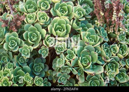 Background of big succulent echeveria plant growing free in garden of house, group of leaves forming abstract pattern. Top view. Stock Photo