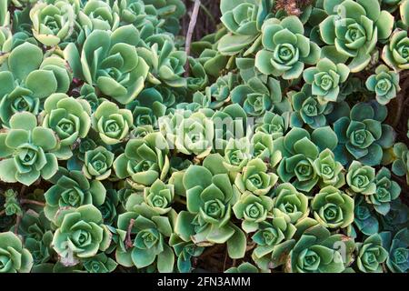 Background of big succulent echeveria plant growing free in garden of house, group of leaves forming abstract pattern. Top view. Stock Photo