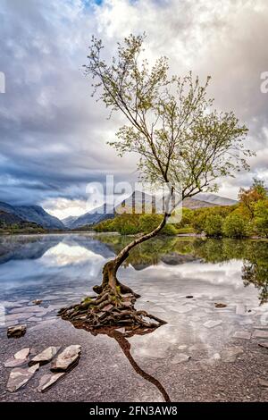 The Lone Tree Llanberis North Wales Stock Photo