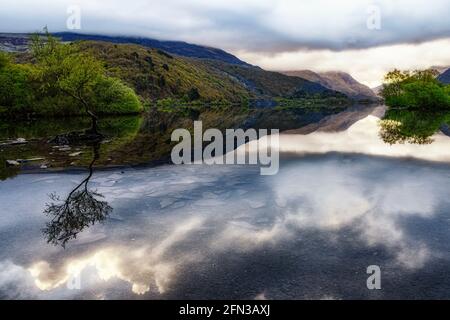 The Lone Tree Llanberis North Wales Stock Photo