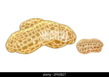 white background, isolated, illustration, vector, flat, cartoon, peanut, ripe, butter, icon, nut, allergy, nutshell, pignut, shell, symbol, groundnut, Stock Vector
