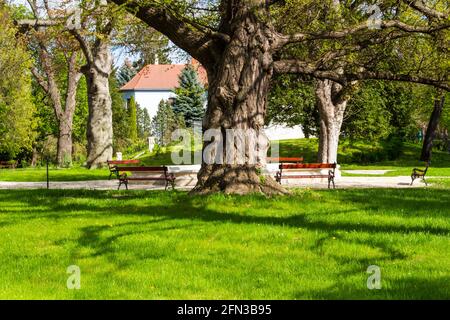 130 years old ginkgo biloba tree trunk in the park of Lenck Villa, Sopron, Hungary Stock Photo