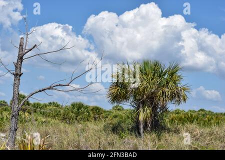 Simple landscape shot of a Florida State Park coastal ecosystem Stock Photo