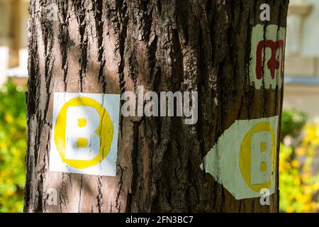 Bernstein Trail (Borostyan turaut) sign painted on tree, Deak ter, Sopron, Hungary Stock Photo