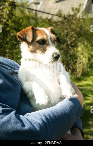 Cute jack russell terrier playing on green grass. Terriers are very friendly dogs. Stock Photo